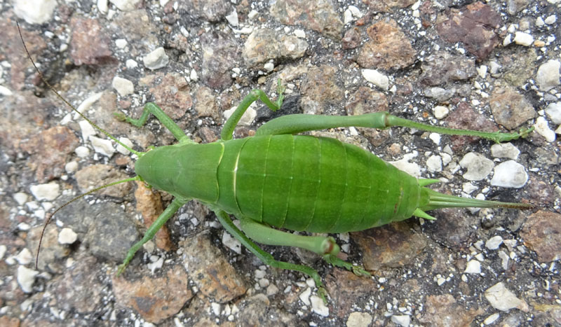 Polysarcus denticauda - Phaneropteridae